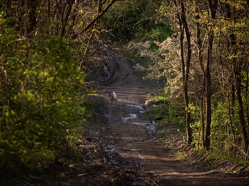 AARP 50+ Walk Series: Great Views at Girty’s Woods
