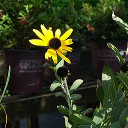 Rootstock Fall Plant Sale