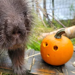 Howl-o-ween Hoot!