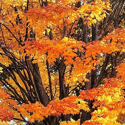 Join us for a Fall Foliage Tour in beautiful Highland Park!