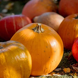 Stenton Halloween Harvest Festival