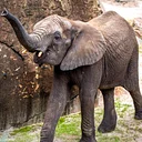 Conservation Connections: World Elephant Day 2026