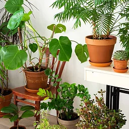Plant Bingo