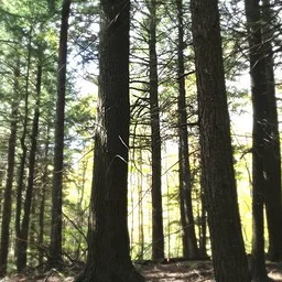 Forest Bathing with Beth Rennig