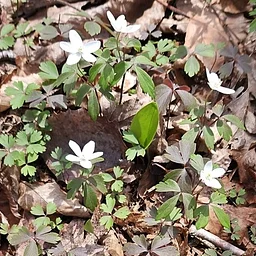 BioBlitz at the Benedict Benson Preserve in North Stonington!
