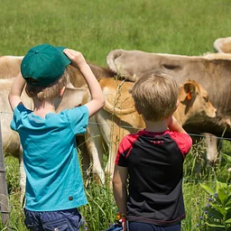 Cows, Cheese & Tractors!