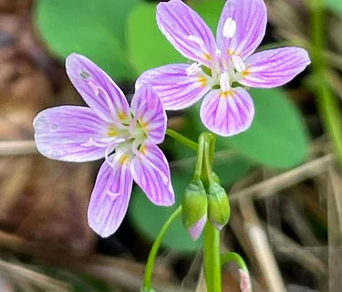 Tree Time: Spring Blooms I