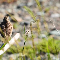 September Bird Monitoring Walk
