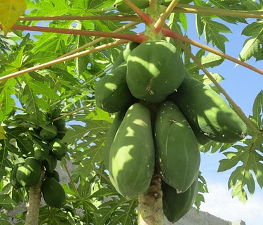 Garden to Table: Savory Fruits and Sauces