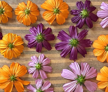 Introduction to Natural Dyeing (6-part series) with Kelly Lane