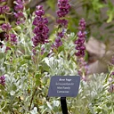 Moore Medicinal Garden Tour