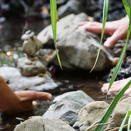 Forest Bathing Mini-Retreat