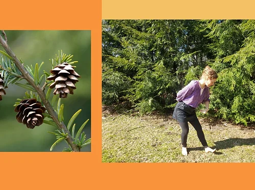Forest Bathing & Tai Chi with Mary Hannah Parkman