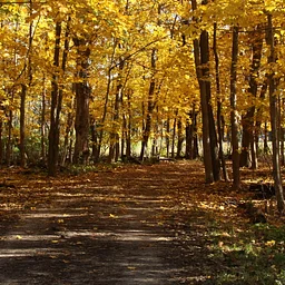 Fall Color Walk
