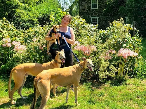 Greyhounds in Gettysburg