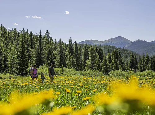 Breckenridge Wildflower Week 2026