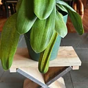 Magic Stools