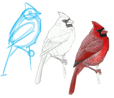 How to Draw Songbirds