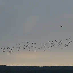 Fall Migration Viewing