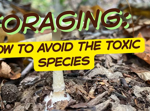 Foraging Workshop: How to Avoid the Toxic Species