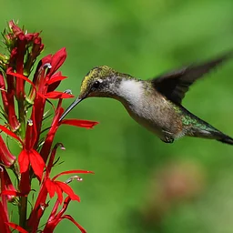 Wee Wonders: Hummingbirds