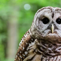 October Saturdays: Natural History – Owl Pellet Dissection