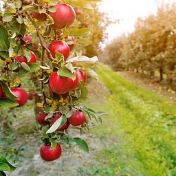 Apple Orchard + Indiana Dunes Century