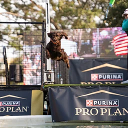 DockDogs® Competitions