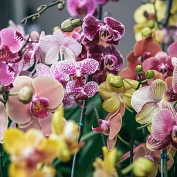 Growing Orchids Seminar: Basic and Intermediate Care