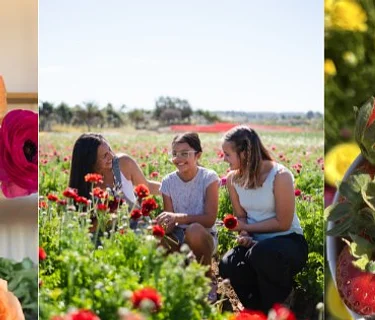 Ranunculus U-Pick and Strawberry U-pick Easter Weekend