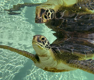 Sea Turtle Presentation
