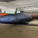 Whalemobile: A Life-sized Inflatable Whale Experience