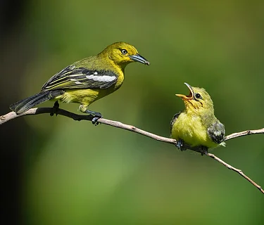 Spring Birding Class – Young Birds