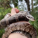 Secret Lives of Snakes