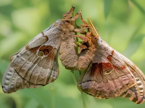 Majestic Moths
