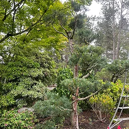 Pruning Conifers for Health and Aesthetics Course