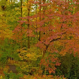 The Colors of Trees (Ages 4+)