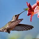 Virtual Gardening for Wildlife Series