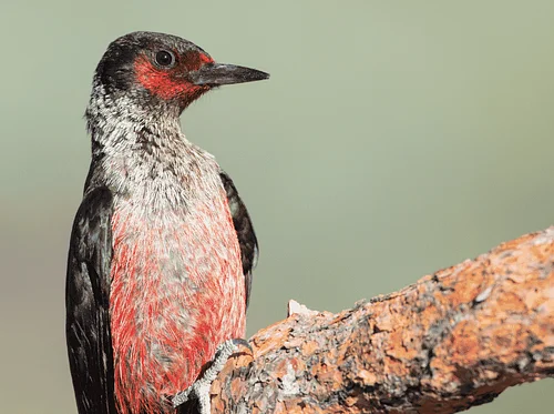 Birding by Ear with Ryan Mahar, Session 2