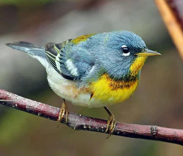 Bird Walk Wednesday with White Pine Programs: May