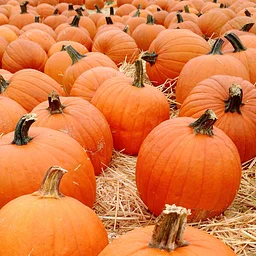 Pumpkin Patch