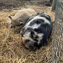 Meet our Animals: Peculiar Pigs