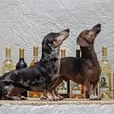 Nectar of the Dogs Wine