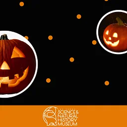 Early Explorers: Pumpkin Jack Storytime