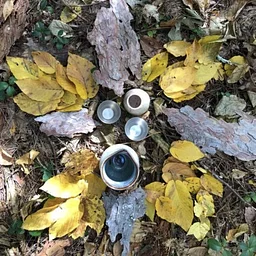 Wild Children of the Woods