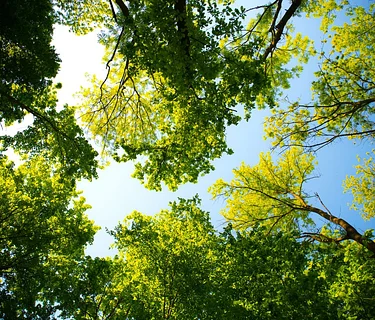 Arbor Day Celebration