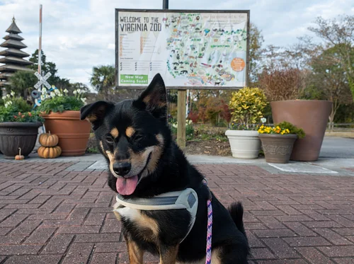 Howl-o-ween: Dog Day at the Zoo