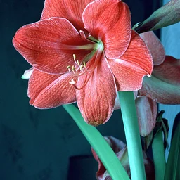 Library Talk: Festive Flora - Caring for Holiday Plants