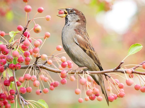 Birding at the Arboretum