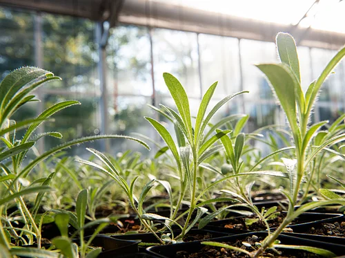 Public Days: Spring Native Plant Sale